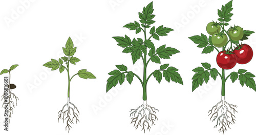 Vector illustration showing growth stages of a tomato plant from seed to ripe fruit, with green leaves and visible roots,