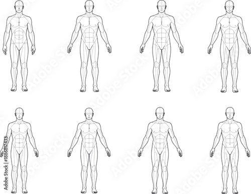 Human figure illustrations of various people pose in a row. These drawings showcase anatomical details, from a frontal view.