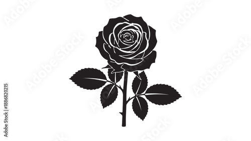 Black rose flower with thorns and leaves on white background