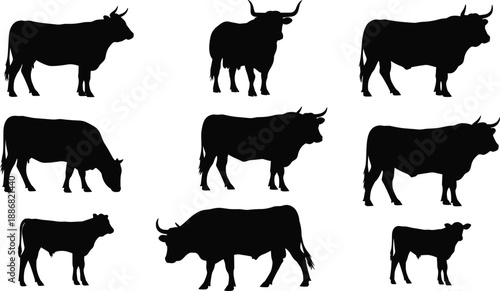Cow and bull silhouette collection featuring cattle farm animals in different poses, livestock agriculture illustration isolated on white background for ranch and farming design