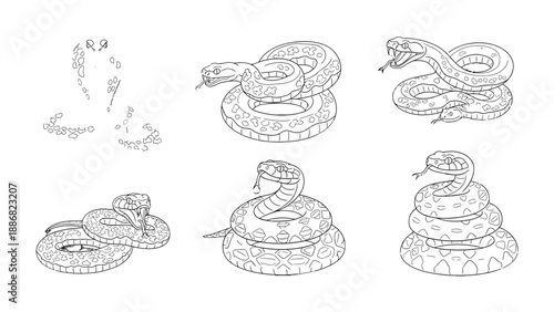 Snake Sketches: A collection of meticulously crafted sketches showcasing the intricate forms of snakes in various poses, from coiled elegance to striking stances.