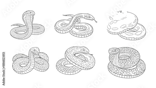 Snake Line Art: A detailed illustration showcasing various species of serpents, depicted in sleek, precise line art style.