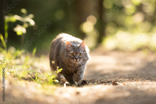 Wallpaper Mural Gray longhaired cat walks intently on a sunlit dirt path in a green forest. Bright eyes look forward as soft golden light illuminates its fur from behind during the day Torontodigital.ca