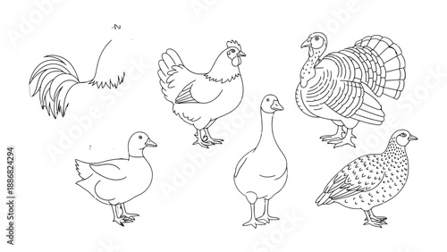 Farmyard Friends: A collection of various farmyard animals, captured in simple line art, including a detailed rooster with its majestic tail, and other common barnyard creatures.