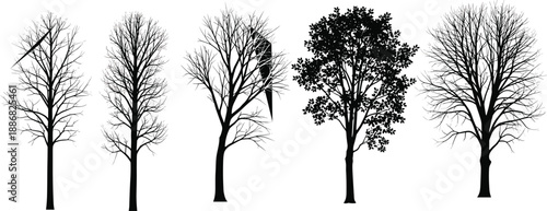 Silhouettes of deciduous trees with seasonal variation, leafless branches and full foliage, ideal for botanical illustration, nature design, and environmental concept artwork.