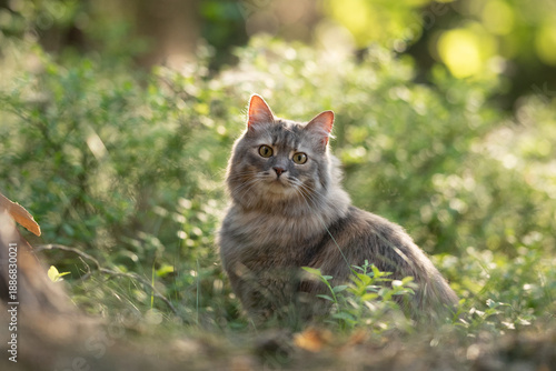 Wallpaper Mural Long haired feline rests in an outdoor setting among vibrant green plants. The cat's grey fur is softly lit by golden hour sun, highlighting its expressive eyes as it gazes intently Torontodigital.ca