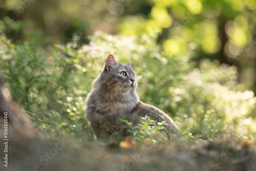 Wallpaper Mural Gray cat with long fur sits intently in a sunlit natural outdoor environment. Green bushes and leaves surround the feline, illuminated by bright daylight. The animal observes its surroundings calmly Torontodigital.ca