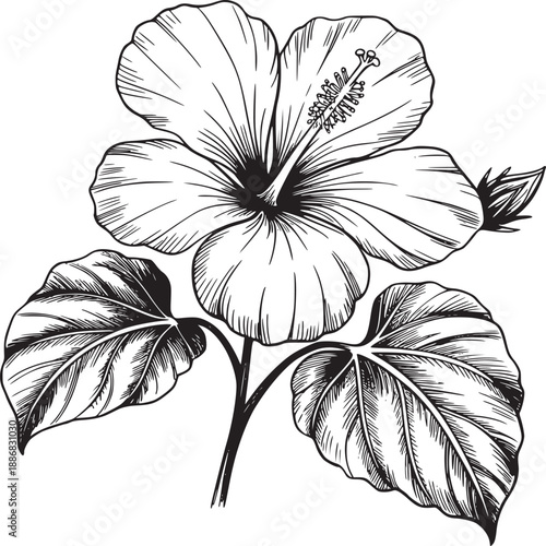 Detailed line art illustration of a hibiscus flower with leaves and a bud on a white background