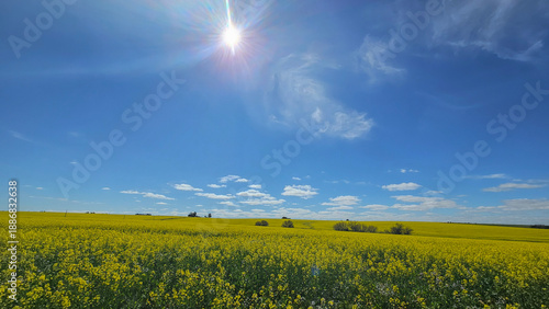 Foto Campo de flores amarelas sob céu azul intenso em dia ensolarado