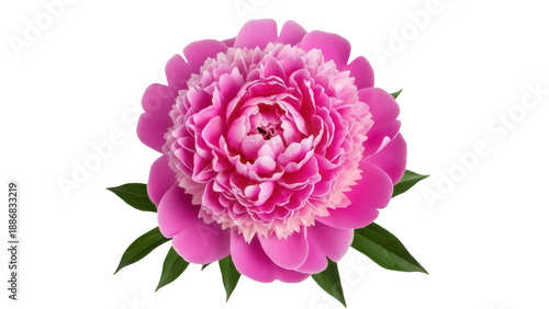Isolated Pink Peony Blossom, Spring Blooming Flower, Decorative Design Element, Floral Art