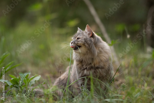 Wallpaper Mural Fluffy gray cat sits in vibrant green grass, actively chewing a long blade of grass with its tongue out. It enjoys the natural outdoor environment in daylight Torontodigital.ca