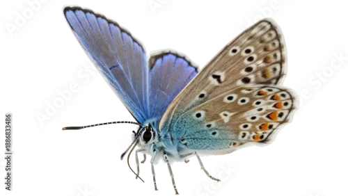 Obraz Isolated Common Blue Butterfly, beautiful wings, delicate beauty, macro portrait, fauna