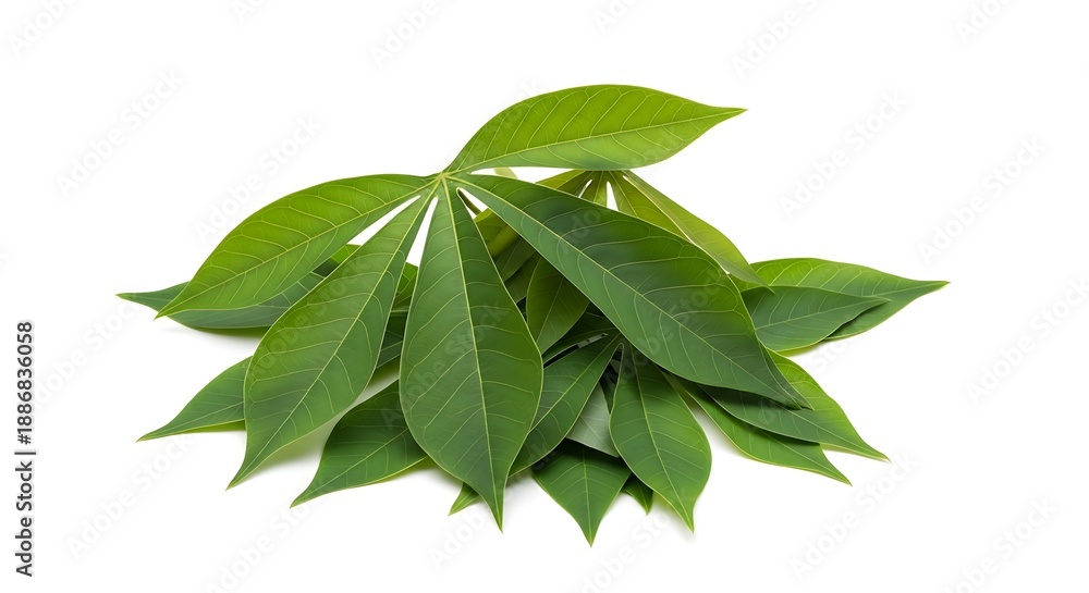 Fototapeta premium Fresh cassava leaves arranged in a cluster on a transparent background, photographed from an overhead perspective.