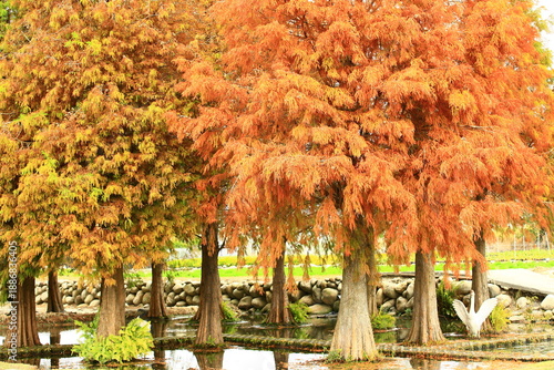beautiful Autumn scenery of many colorful Deciduous Cypress(Swamp Cypress,Southern Cypress,Bald Cypress) trees with pathway and swan
