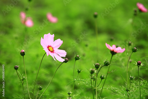 Cosmos bipinnatus or Garden cosmos or Mexican aster flowers blooming in the garden with green background
