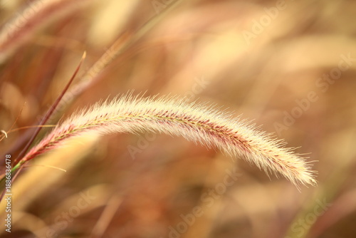 Pennisetum Feather or Fountain Grass or Pennisetum Setaceum growing in the field with soft background
