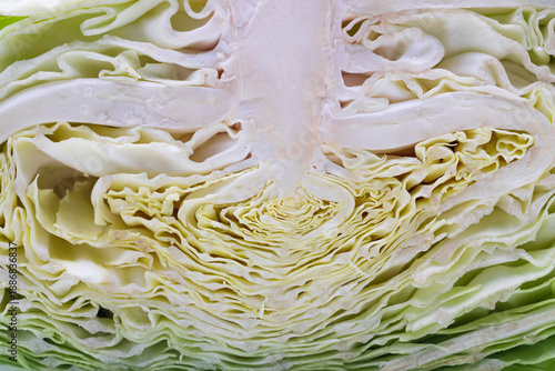 Bild auf Leinwand Cabbage (Brassica oleracea) is a versatile, nutrient-dense leafy vegetable known for its crisp texture and mild, peppery flavor that sweetens when cooked