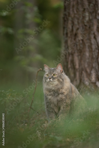 Wallpaper Mural Fluffy grey tabby cat sits poised and alert in a vibrant green forest, its eyes fixed on something unseen to the left, near a sturdy tree trunk Torontodigital.ca