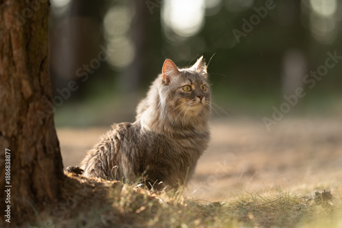 Wallpaper Mural A long-haired grey cat sits attentively next to a tree trunk outdoors. Its bright yellow eyes gaze upward as warm golden light illuminates its fur Torontodigital.ca
