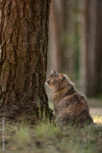Wallpaper Mural Fluffy domestic cat sits quietly by a tall, rough-barked tree in a sunlit woodland. The cat looks to the left, alert and curious, enjoying the calm daytime environment Torontodigital.ca
