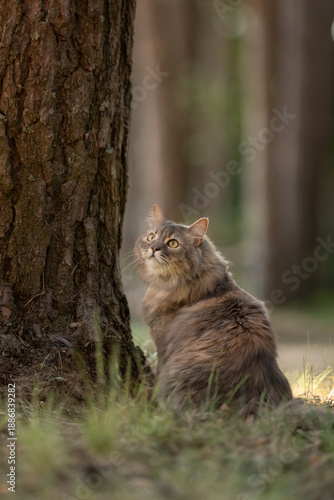 Wallpaper Mural Long-haired brown and grey cat rests at the base of a large tree in a sunlit forest Torontodigital.ca
