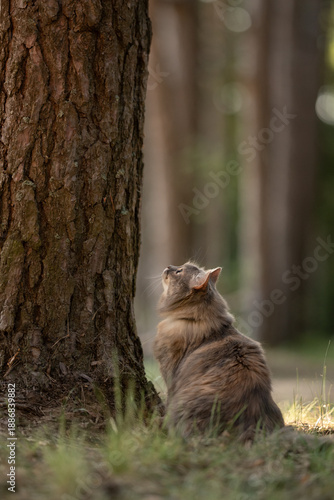 Wallpaper Mural Fluffy gray cat sits on sparse green grass beside a large tree in a forest. It looks intently upwards with a tilted head. Golden light highlights its fur and the quiet woodland setting Torontodigital.ca