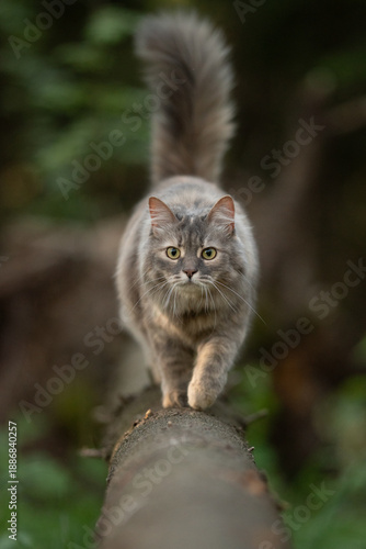 Wallpaper Mural A fluffy gray cat with striking green eyes carefully balances while walking forward on a rough fallen log in a vibrant outdoor forest environment during the day Torontodigital.ca