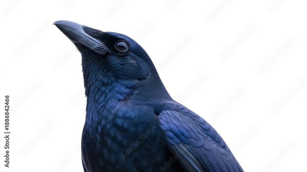 Fototapeta premium Isolated bird in a studio shot, a dark crow looking up against a soft, diffuse background