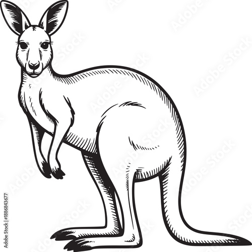 A black and white line drawing of a kangaroo standing upright on a white background illustration art