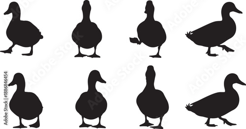 Silhouettes of ducks in various poses against a white background also transparent background black