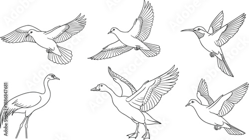 Flying Birds Outline Vector Illustration Including Pigeon Crane Duck and Hummingbird for Nature Wildlife and Freedom Design Projects