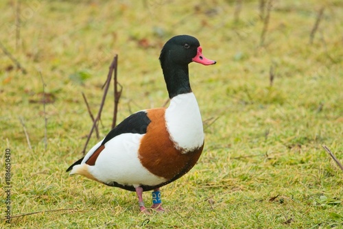 Common Shelduck (Tadorna tadorna)