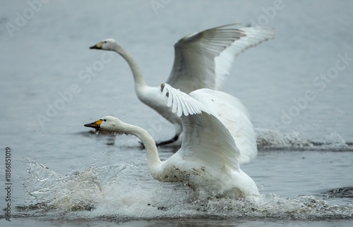 Whooper Swan (Cygnus cygnus)