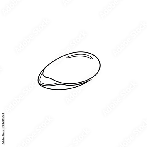 Mussel illustration