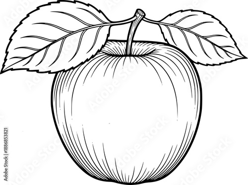 Detailed line art of an apple with two leaves in black and white illustration. Vector illustration
