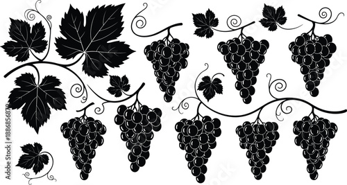 Black and white grapevine vector illustration with bunches of grapes and leaves, elegant vineyard harvest design for wine, winery, and agriculture art