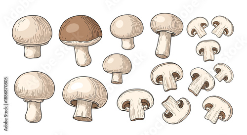 Detailed illustration of whole and sliced white mushrooms in a realistic hand-drawn botanical style.