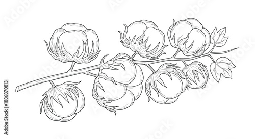 Detailed botanical line drawing of a cotton plant branch with multiple soft cotton bolls and leaves.
