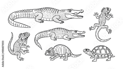 Reptile Variety: An detailed sketch illustrating a captivating assembly of various reptiles, showcasing the intricate details of each creature.