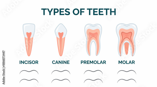 Human Types of Teeth Diagram: Anatomy Illustration of Incisor, Canine, Premolar, and Molar Structure.