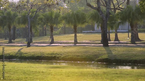 Wallpaper Mural Palm trees casting shadows in sunny park Torontodigital.ca