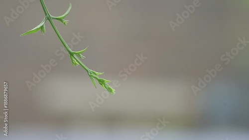 Wallpaper Mural Tiny green plant shoot with soft blurred background Torontodigital.ca