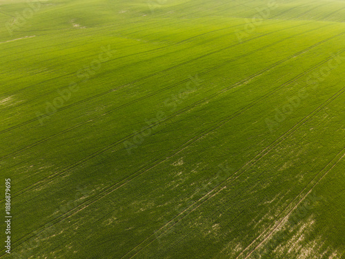 Drone aerial of expansive green farmland with cultivated crop rows, sustainable agriculture and rural landscape