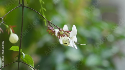 Wallpaper Mural White flower with long stamens on leafy vine Torontodigital.ca