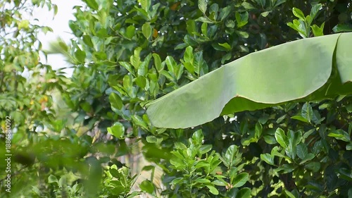 Wallpaper Mural Large banana leaf among dense green foliage Torontodigital.ca