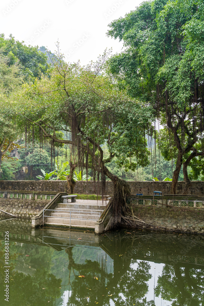 Obraz premium Tree Growing in Temple Pond with Exposed Roots in Ninh Binh, Vietnam
