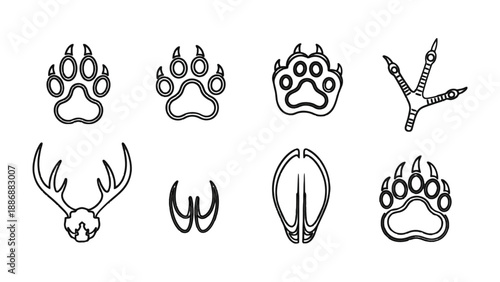 Animal Tracks: A collection of various animal tracks, showcasing diverse shapes and sizes, providing a glimpse into the hidden world of wildlife.