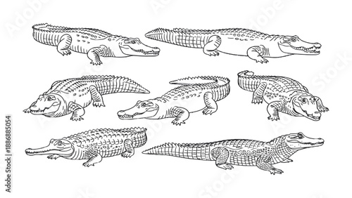 Crocodiles illustration: An illustration showcases a collection of diverse crocodiles, each in unique poses and perspective, detailing their distinct features and textures.