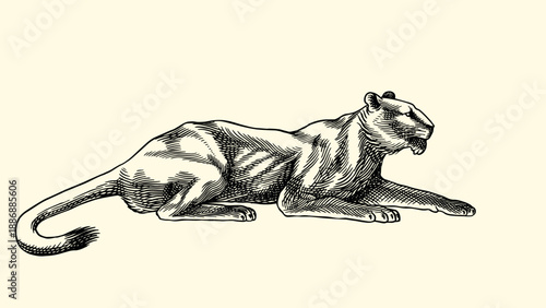 Young Lion Lioness or panther realistic black and white drawing in very detailed old engraving style. Pen and ink used design with traditional tools. 