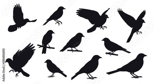 Variety of bird silhouettes in different flight and perching positions arranged on a plain white background.